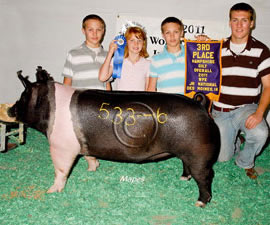 Hamp Gilts